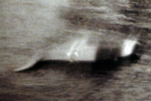 Nessie : Photographie de Nessie prise le 12 novembre 1933 par Hugh Gray. Certifiée authentique.